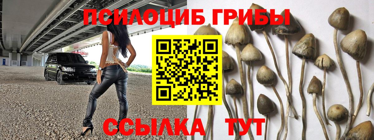 как найти   Псилоцибиновые грибы MAGIC MUSHROOMS  Вход с VPN  Камень-на-Оби  Псилоцибиновые грибы GOLDEN TEACHER 